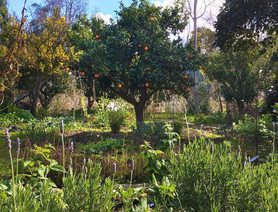 Future Forest Garden Inspriation